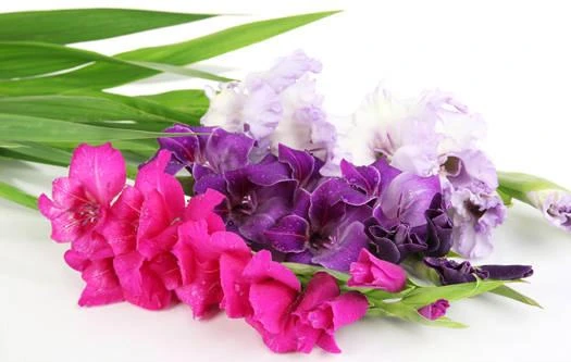 Panevėžys pradeda naujuosius mokslo metus