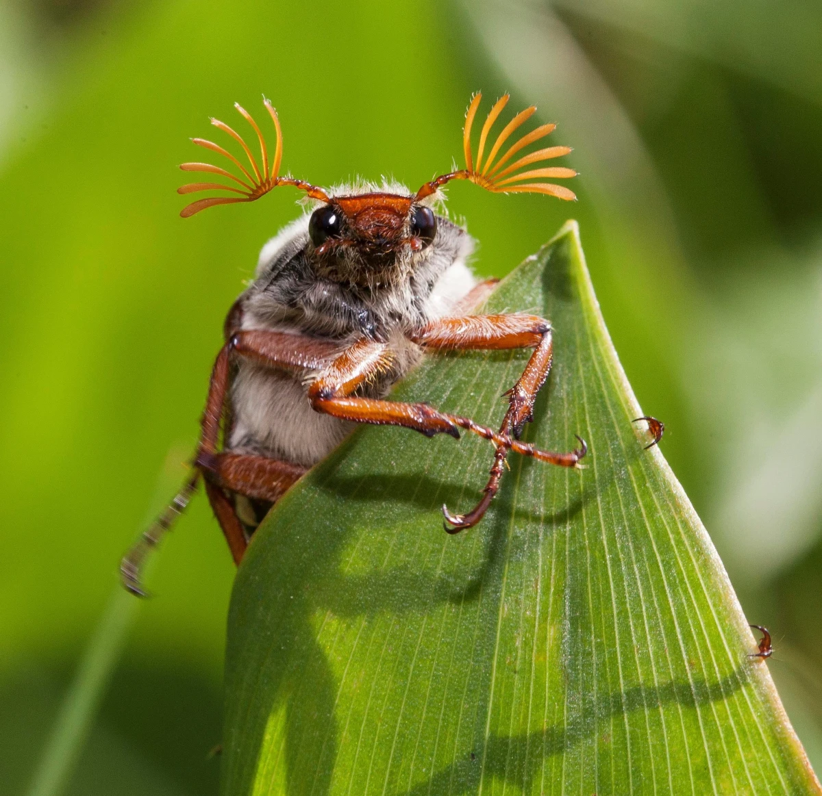 P.Lileikio nuotrauka HELLO