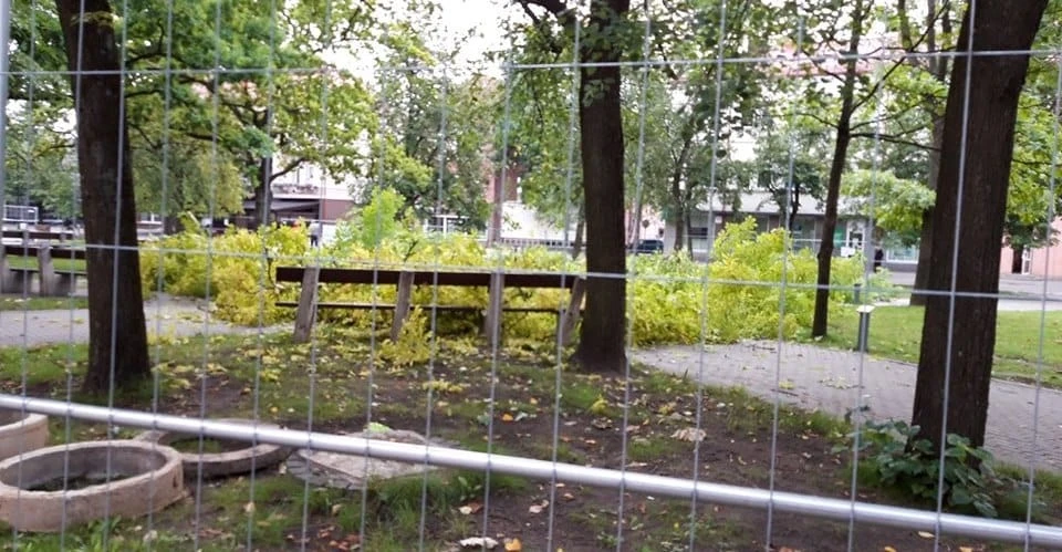 Laisvės aikštėje vėl kertami medžiai