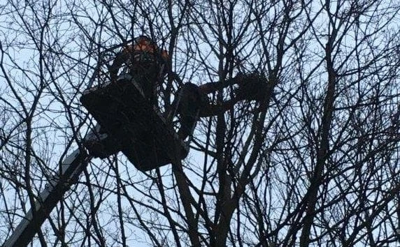 Iškeldinami varninių šeimos paukščių lizdai