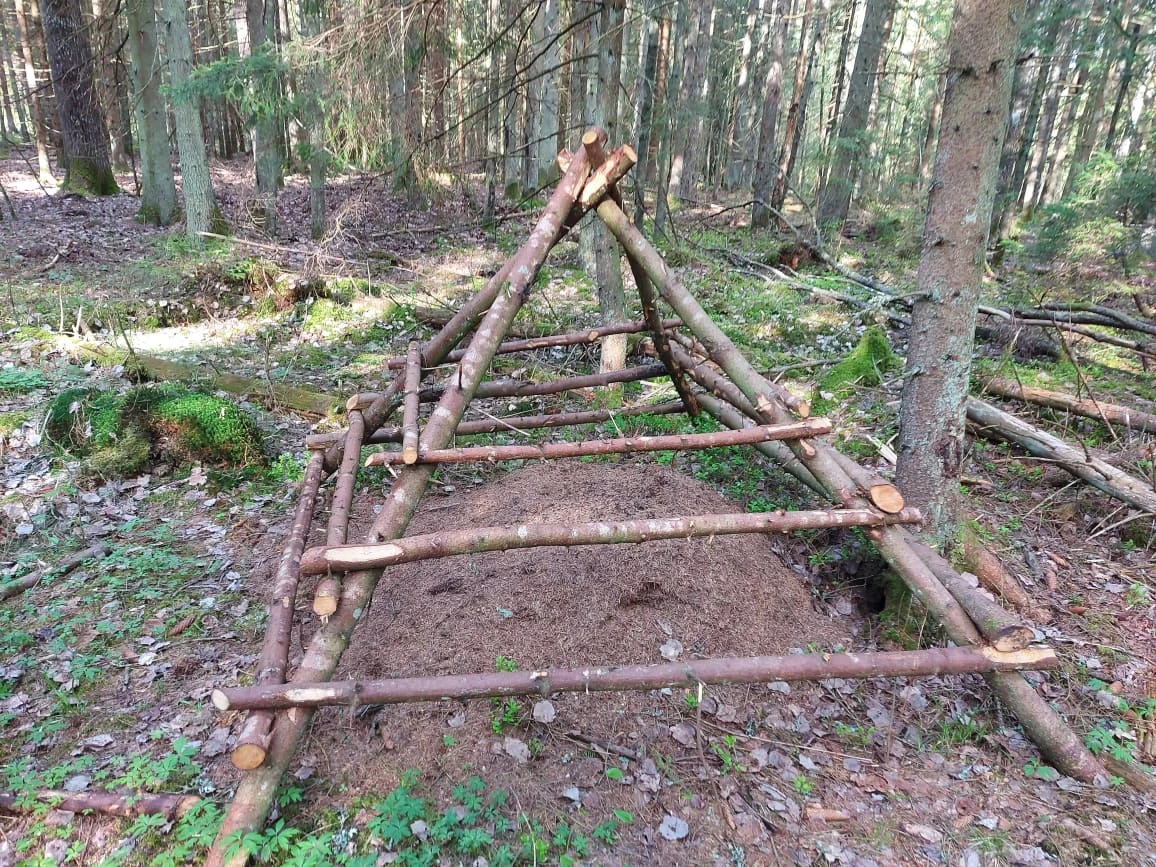 Miškininkai šiais metais aptvers 1400 skruzdėlynų