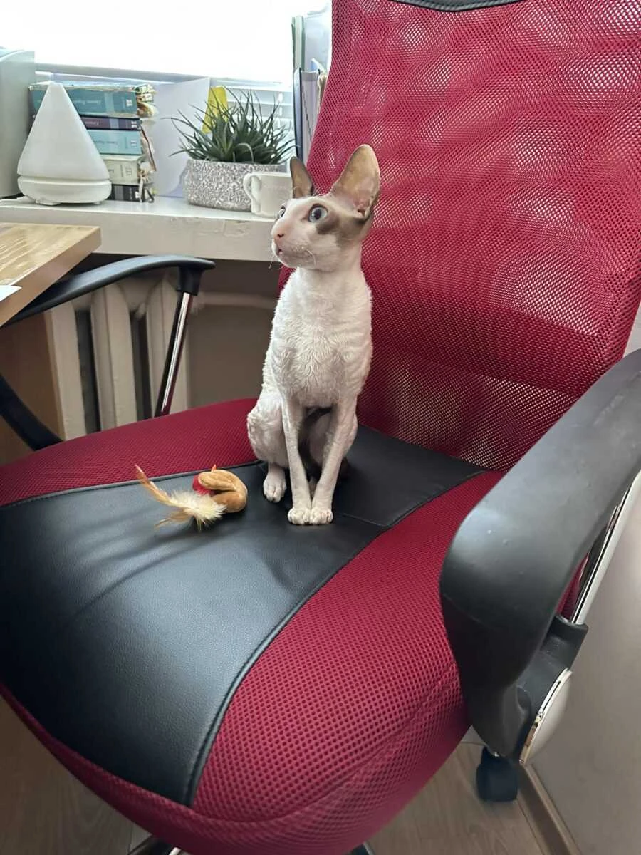 8 1