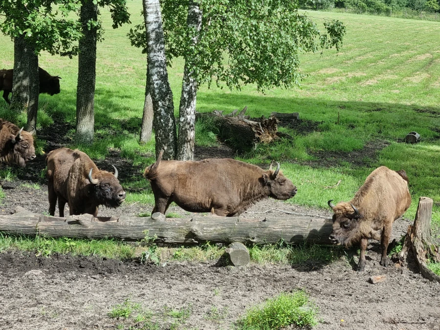 Aukštaitijos gamtos maršrutai: nuo susitikimo su stumbrais iki vaizdingų Neries panoramų