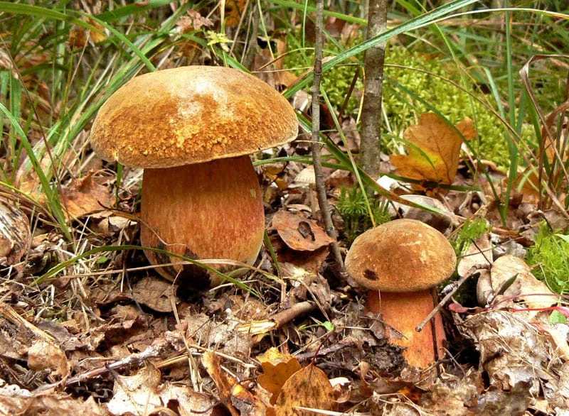 Grybų sezonas prasideda: kokias klaidas darome pajutę apsinuodijimo simptomus