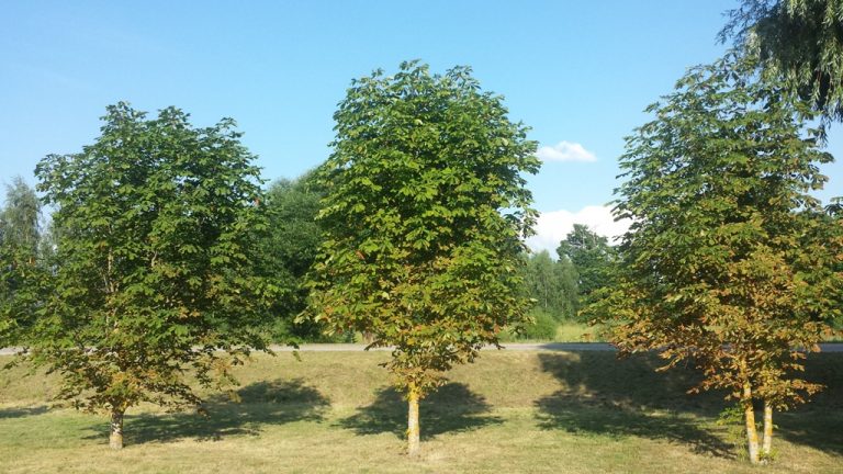 ES investicijos – Kniaudiškių parkui