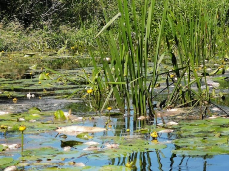 64712359 367788453875741 1677529975739121664 n