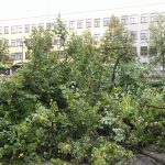 67130364 1142507482599656 8314152396871696384 n