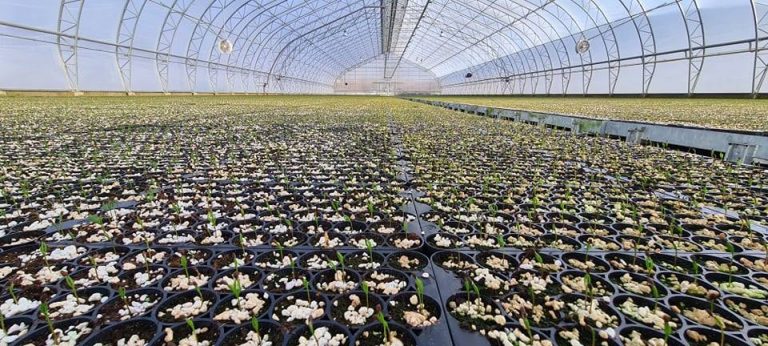 Panevezio medelynas.jpg