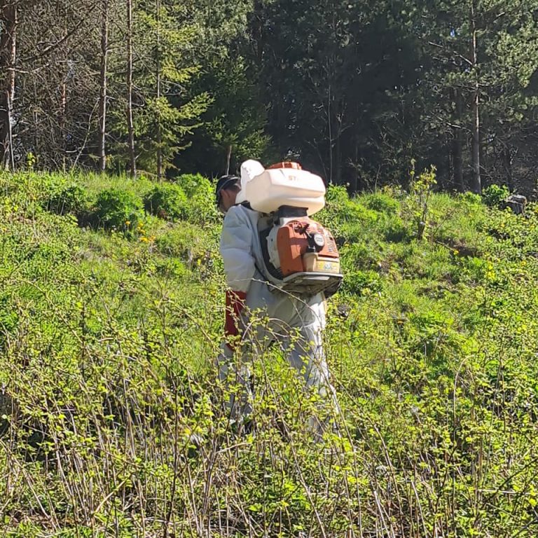 Sosnovskio barsciu naikinimas