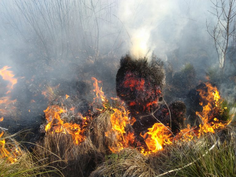 Miškininkai įspėja: šalyje įsivyravo IV klasės gaisringumas – Jonines švęskime atsargiai
