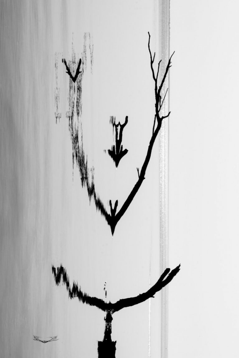 Ieva Sutkaityte Froido seselis ziniasklaidai