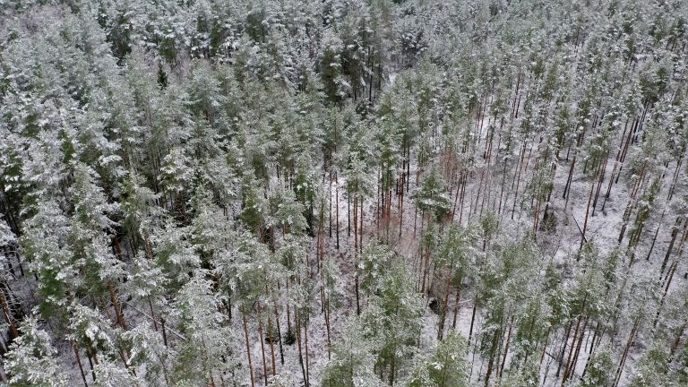 „Rail Baltica“ projektas įsibėgėja – Valstybinių miškų urėdija atveria teritoriją europinio geležinkelio bėgiams