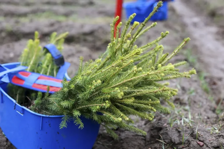 Nacionalinis miškasodis sutelkė gamtos mylėtojus: Lietuvos miškuose pasodinta 2 mln. naujų medžių