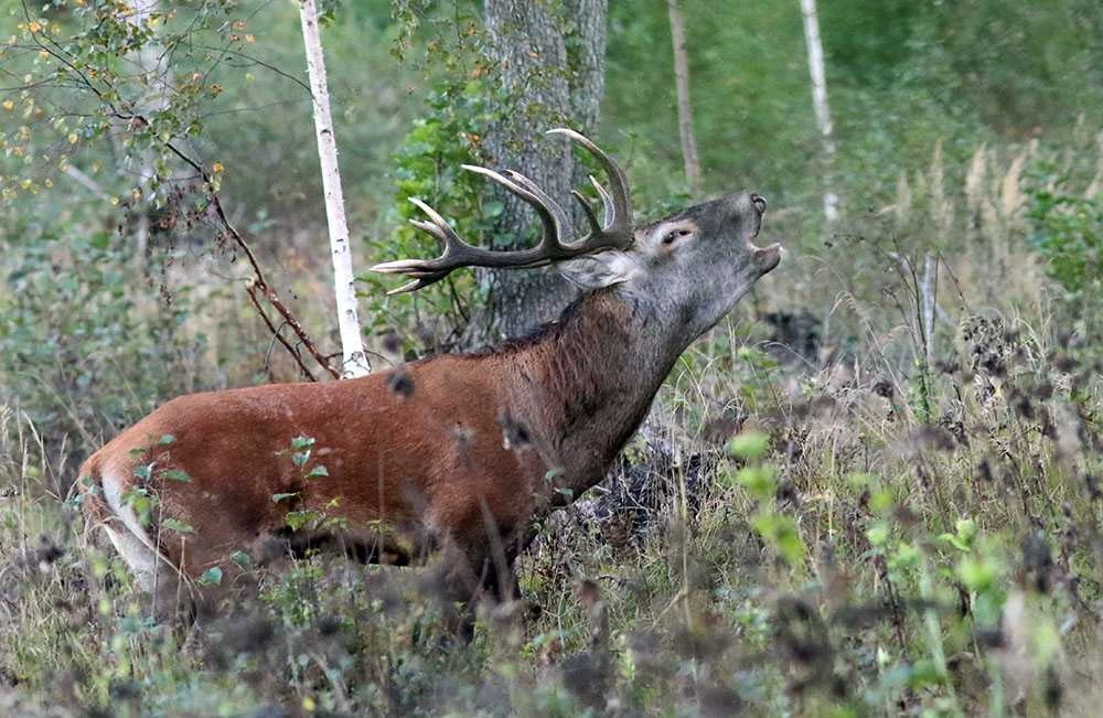 Šiuo metu miškuose vyksta tikras spektaklis – griausmingai baubia besiporuojantys elniai