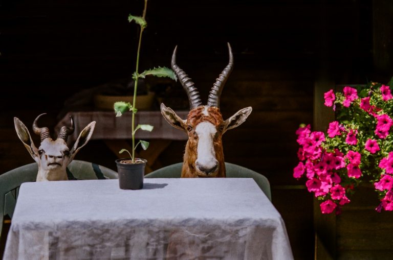 Stasys Povilaitis Is ciklo Apie gyvulius ir zmones