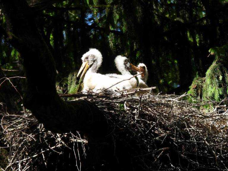 VMU specialistai nustatė 50 naujų saugomų paukščių lizdaviečių