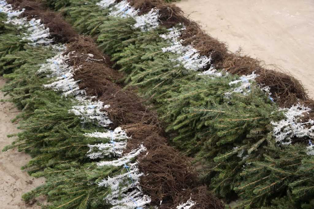 Medelynas žiemą „nemiega“ – modernūs sprendimai padeda išauginti atsparesnius sodmenis