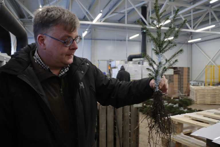 Medelynas žiemą „nemiega“ – modernūs sprendimai padeda išauginti atsparesnius sodmenis