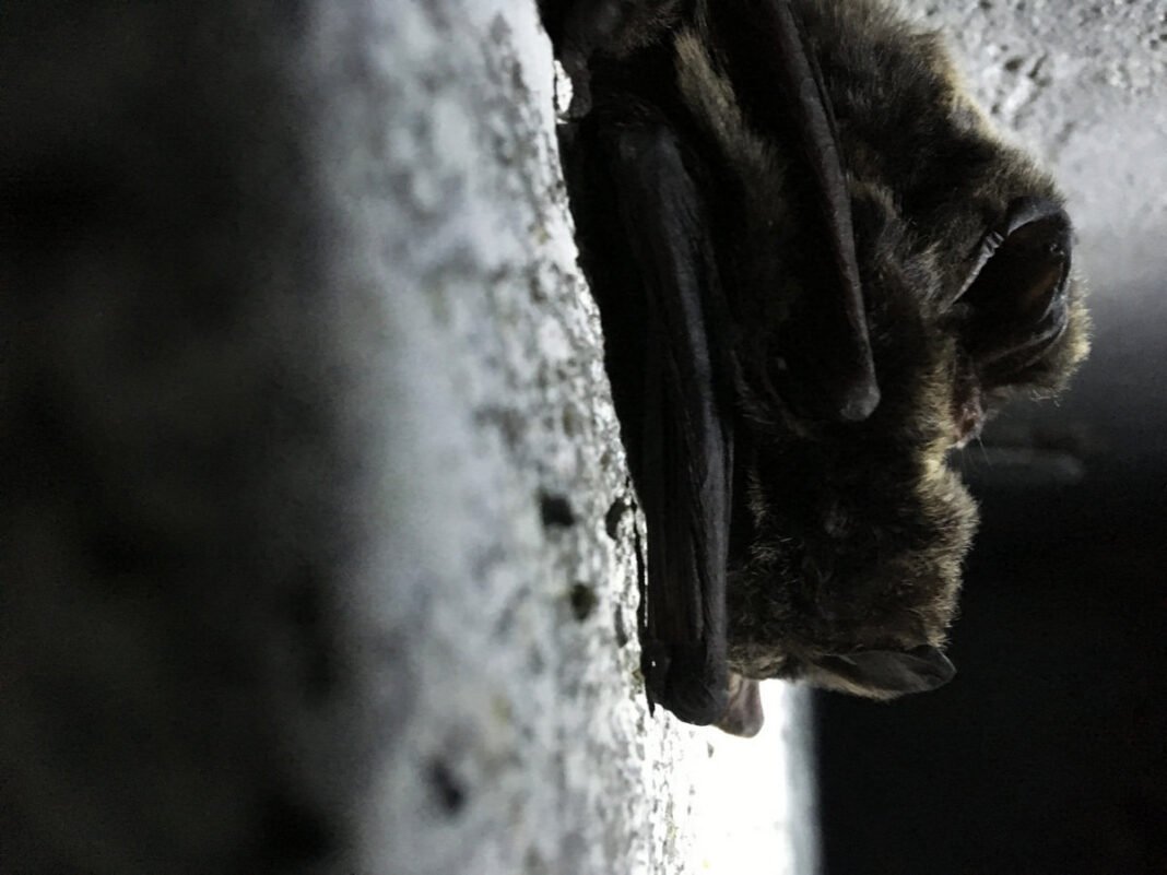 Šikšnosparnių paslaptys miškuose: skirtingos rūšys, gyvenimo būdas ir žiemojimo ypatumai