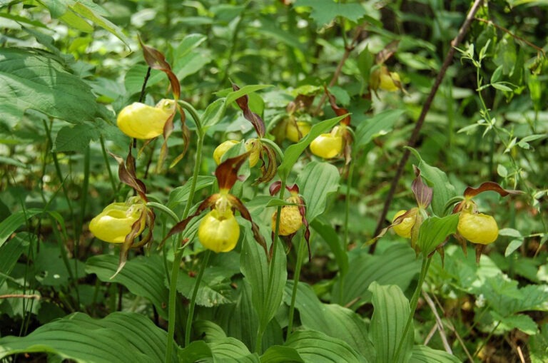 Plačialapė klumpaitė