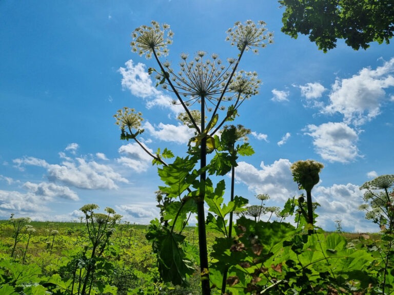 Sosnovskio barščiai 2