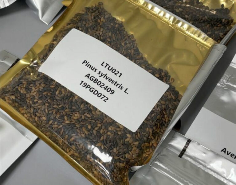 Į Svalbardo salyną Valstybinė miškų tarnyba perdavė saugoti antrą siuntą Lietuvos augalų sėklų