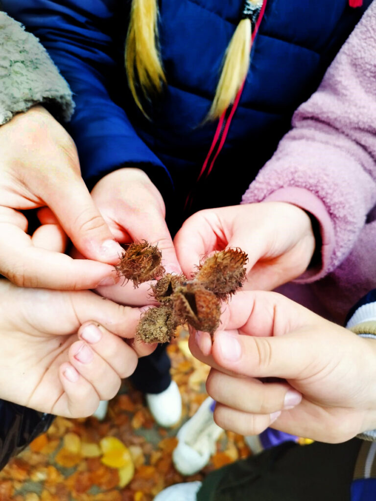 Miškininkai primena: liko savaitė užsiregistruoti į pirmąją Lietuvos istorijoje Miškininkystės olimpiadą „Mes – miškui, miškas – visiems“