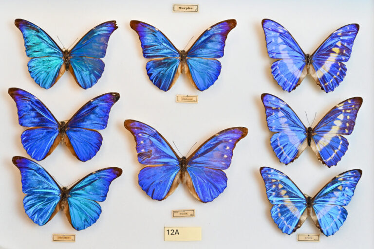 Europos muziejų naktis Panevėžyje: vakaras, kuriame kultūra kalba visais pojūčiais