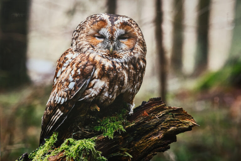 Daugiau negu graži nuotrauka: „Gamtos vertybės miškininko akimis“