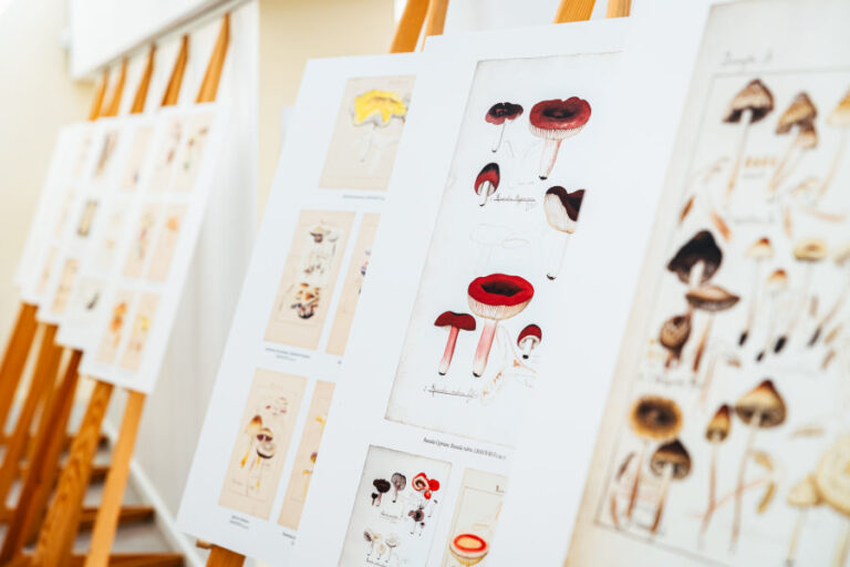 Konstantino Prošinskio fenomenas: grybų piešiniai