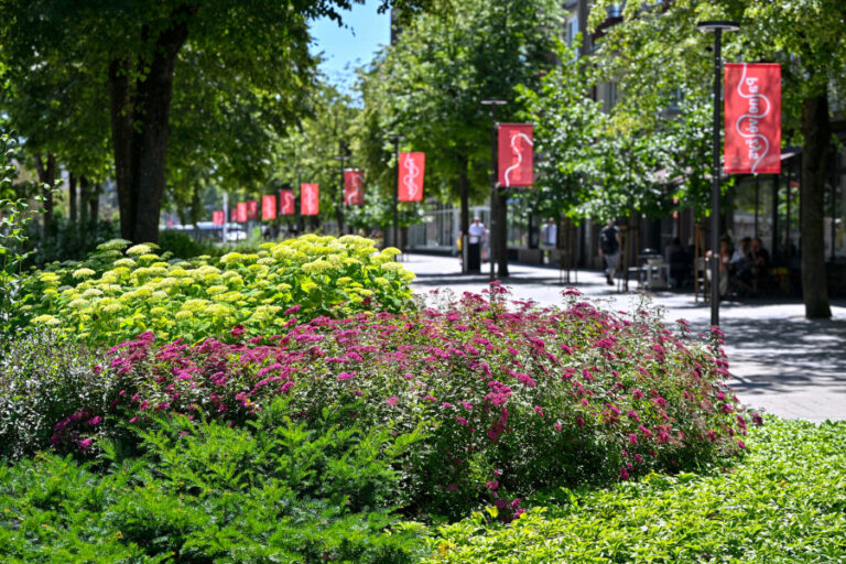 Panevėžys pasipuošęs gėlynais