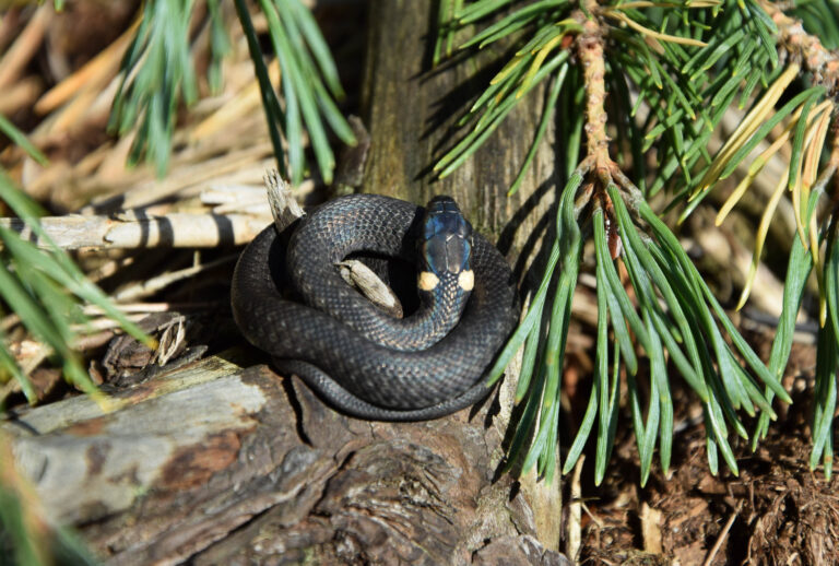 Rudeninė gyvačių migracija – kaip elgtis sutikus žaltį ar angį