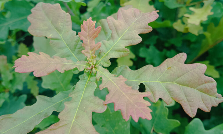 Prasidėjo rudeninis VMU miškasodis – ypatingas dėmesys ąžuoliukams