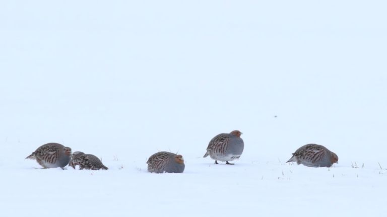 Miškininkai imasi iniciatyvos – gelbėja sudėtingomis sąlygomis žiemojančias kurapkas 2 Miškininkai imasi iniciatyvos – gelbėja sudėtingomis sąlygomis žiemojančias kurapkas - Paninfo.lt