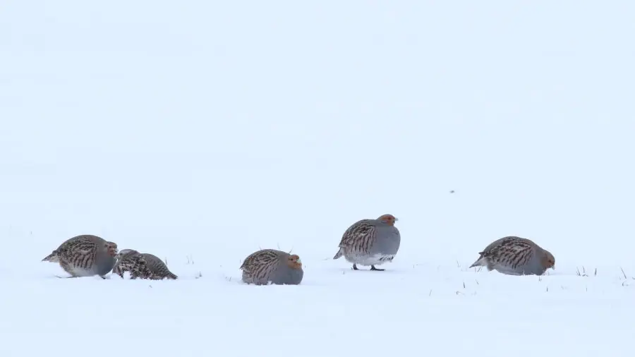 Pradžia - Paninfo.lt