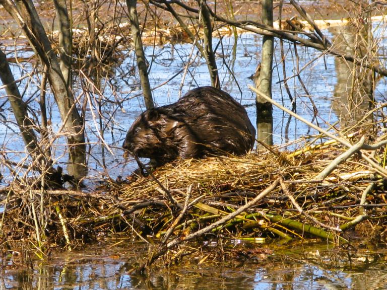 Bebrai – gamtos inžinieriai, kurių pavasarinė veikla kelia iššūkių 2 Bebras (R.Gečas)