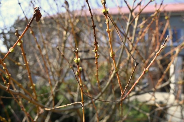 Paukščių perėjimo metas: ką svarbu žinoti Panevėžio rajono gyventojams apie medžių genėjimą? 2 DSC1747