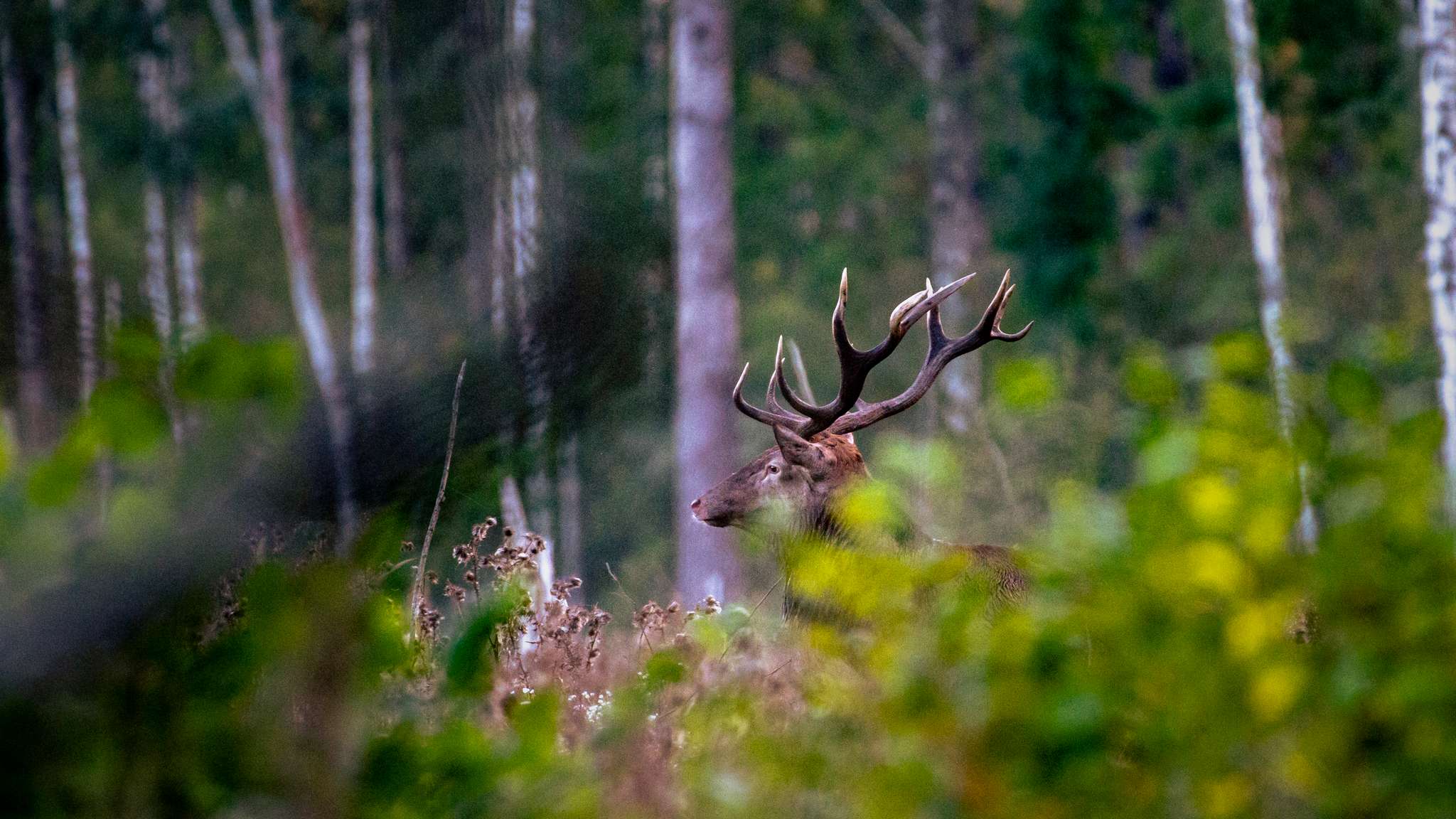 Lietuvos miškuose – naujos gyvybės metas: svarbiausia netrukdyti jauniklių ramybės