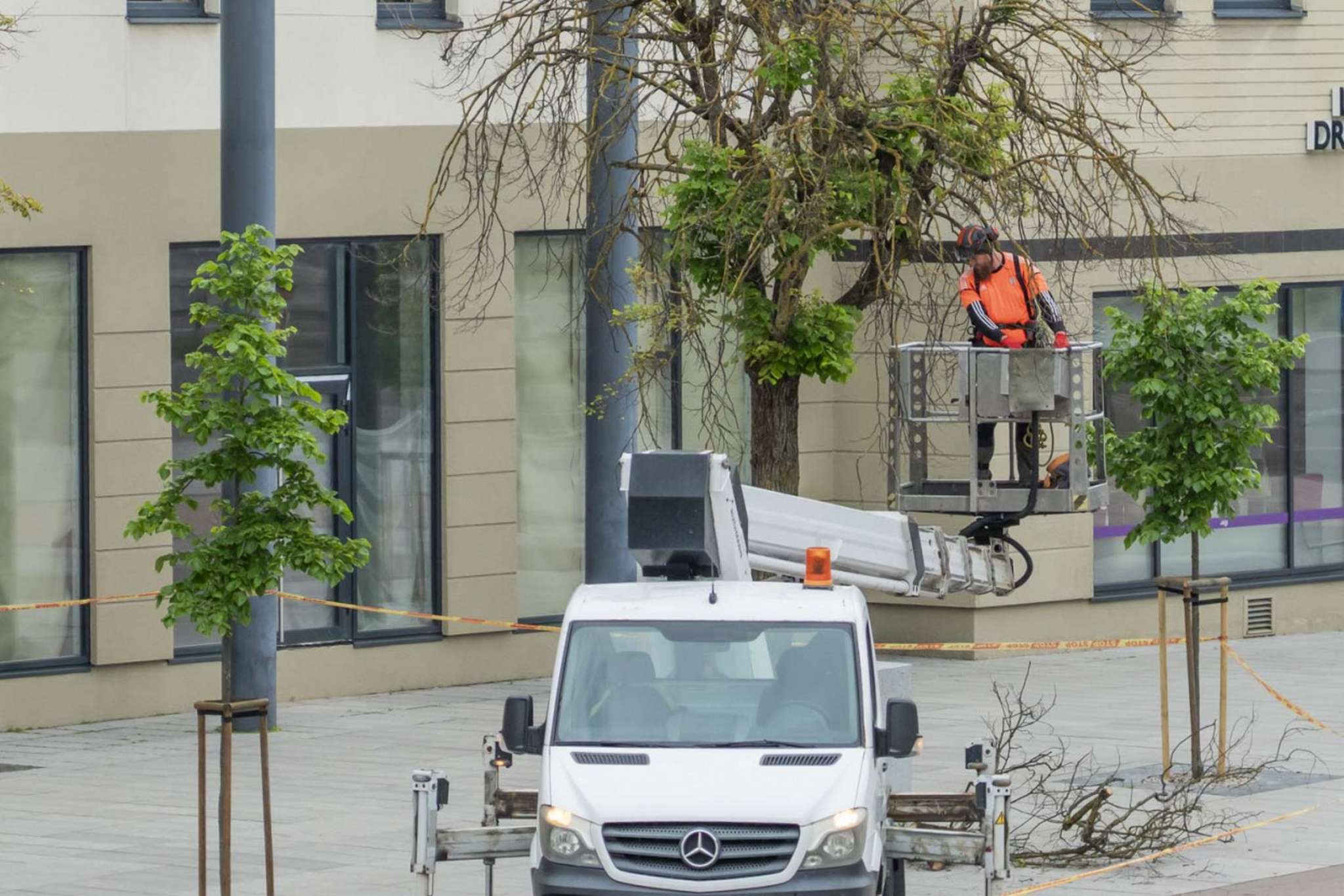 Laisvės aikštės medžiams – profesionali arboristų priežiūra