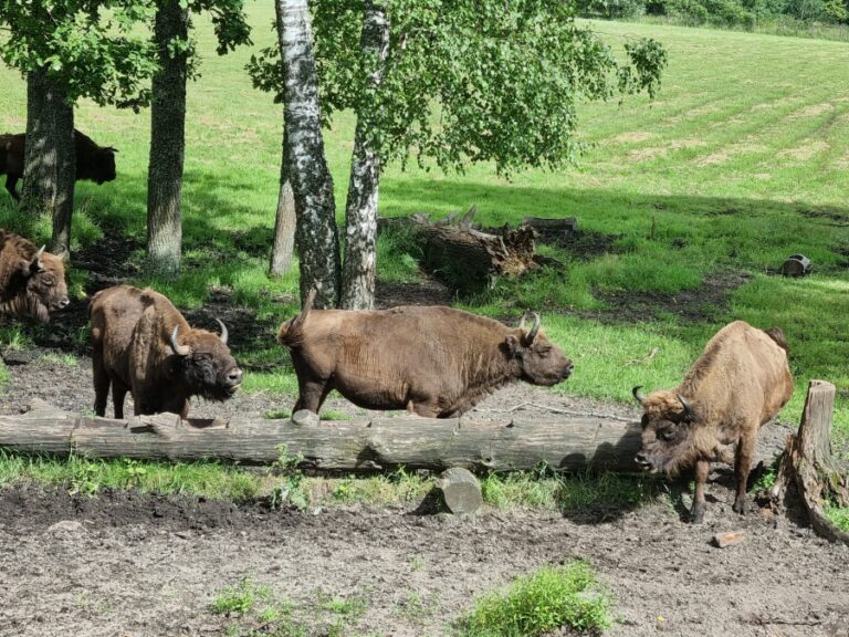 Aukštaitijos gamtos maršrutai: nuo susitikimo su stumbrais iki vaizdingų Neries panoramų Aukštaitijos gamtos maršrutai: nuo susitikimo su stumbrais iki vaizdingų Neries panoramų